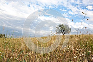 A summer field and a lonely tree against a blue boundless sky with beautiful white clouds