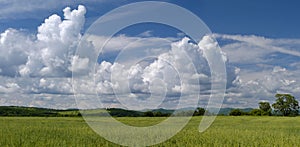 Summer in field, panorama.