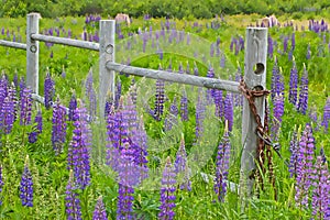 A summer field of purple lupines with a rickety wooden fence