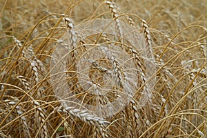 Summer field with ripe barley ears. Hordeum vulgare.