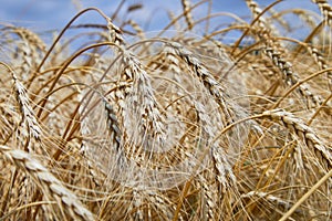 Summer field with ripe barley ears. Hordeum vulgare.