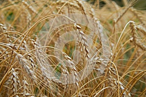 Summer field with ripe barley ears. Hordeum vulgare.
