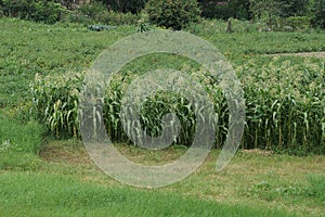 Summer field of rows of green corn