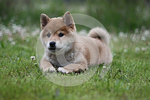 Summer field shiba inu puppy