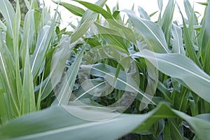 Summer field sun sky corn