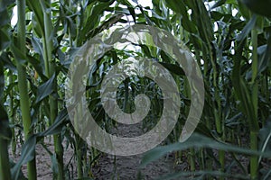 Summer field sun sky corn