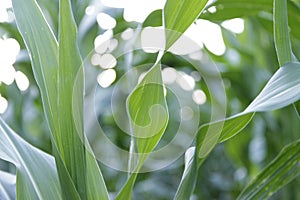 Summer field sun sky corn