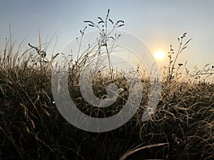 Summer field at sunset with feather grass