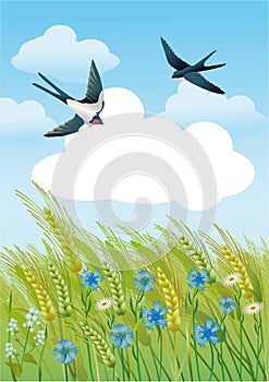 Summer field with swallows