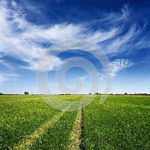 Summer field with tracks of car on grass