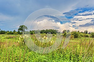 Summer field under dramatic sky