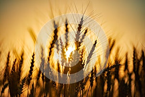 Summer field of wheat at sunset