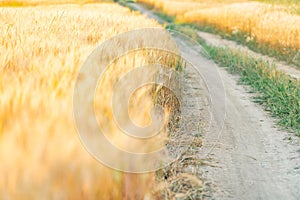Summer field of wheat at sunset