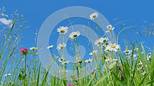 Summer field with white daisies and buttercups with pink clover flowers on blue sky background. Wild flowers against a