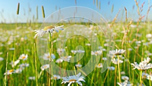 Summer field of white daisies landscape seasonal flowers. Big chamomile meadow and blue sky in summer day. Wide shot.