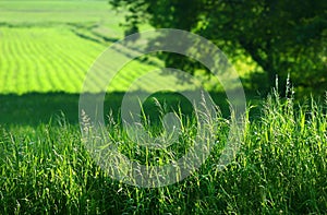 Summer fields of green