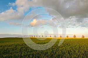 Summer fields, ripening grain crop fields in Germany
