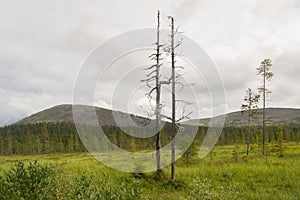 Summer in Finland's lapland