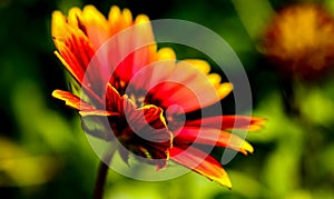 Summer Fire wheel flower