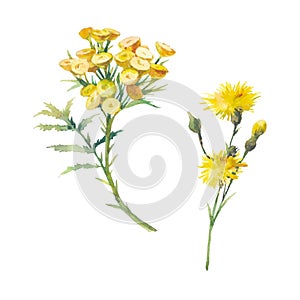 Summer flora clip art. Yellow flowers