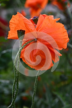 Summer floral  backdrop of defocused red poppy flower petals and green seed box