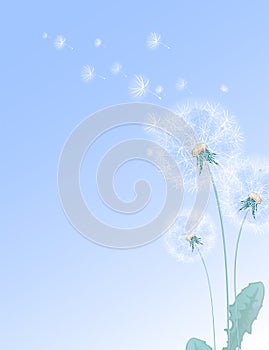 Summer floral rectangular template with white dandelions and flying fluffs
