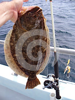 Summer Flounder Catch photo