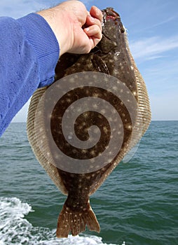Summer Flounder in Hand