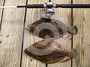 Summer Flounder Pair