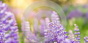 Summer flower background with purple flowers and sunlight. Banner with lupins in the field