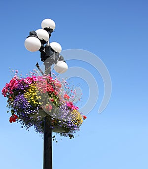 Summer flower baskets photo