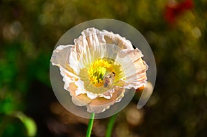 Summer Flower with Bee