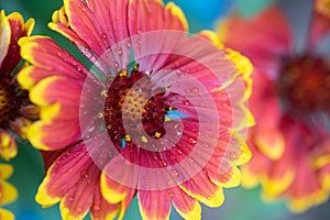 Summer Flower Blossom Closeup of a Blanket Flower that has red, orange and yellow colors, against a turquoise background, a pretty