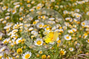 Summer flower field. Idyllic tranquil nature closeup. Sunny daisy meadow floral landscape