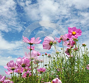 Summer flower garden