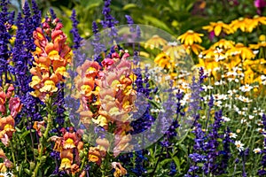 Summer flower garden.