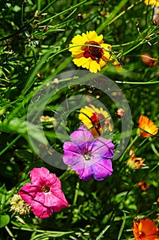 Summer flower garden in the garden - flowers coreopsis and petunia