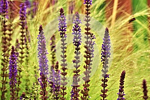 Summer flower and grass