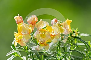 Summer flower on green background. Snapdragon flowers, Antirrhinum