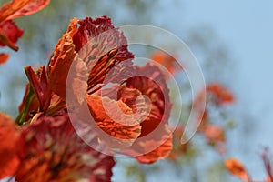 summer flower krishnachura