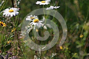 Summer on a flower meadow, white daisies in thickness