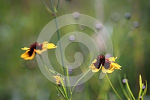 Summer on a flower meadow, yellow red flowers in thickness