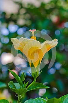 Summer flower Orange Cosmos sulphureus, green background, spring yellow flowers sunny light. garden yellow closeup, thin flowers.