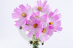 Summer flower pattern. Delicate cosmos pink flowers