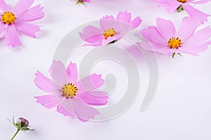 Summer flower pattern. Delicate cosmos pink flowers