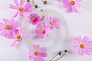 Summer flower pattern. Delicate cosmos pink flowers on white