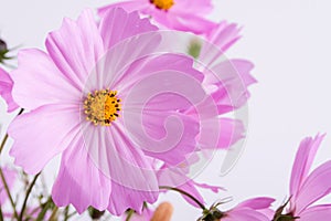 Summer flower pattern. Delicate cosmos pink flowers on white