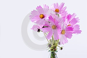 Summer flower pattern. Delicate cosmos pink flowers on white