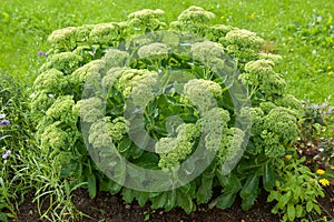 Summer flower, pink cabbage decorative.