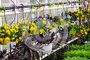 Summer flower seedlings on the shelves in the greenhouse